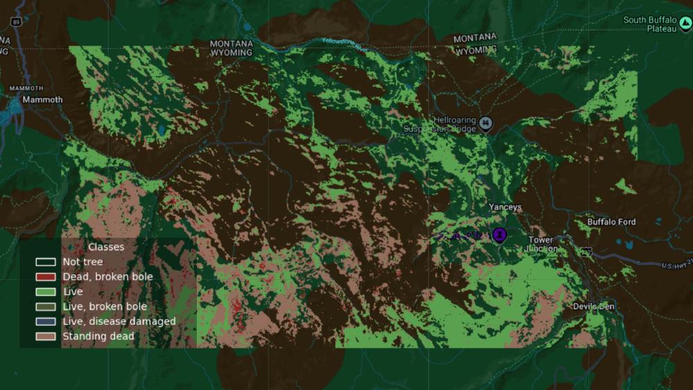 Mapping Tree Mortality with AI